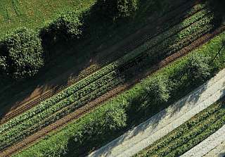 Aerial view of an agroforestry system with alternating rows of trees and crops as part of the myclimate funding programme 