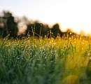 Image of grass at golden sunrise