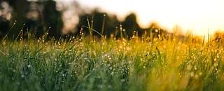 Image of grass at golden sunrise